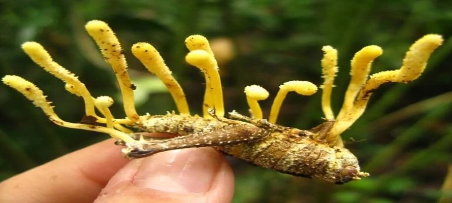 Кордицепс: древний гриб с современными преимуществами